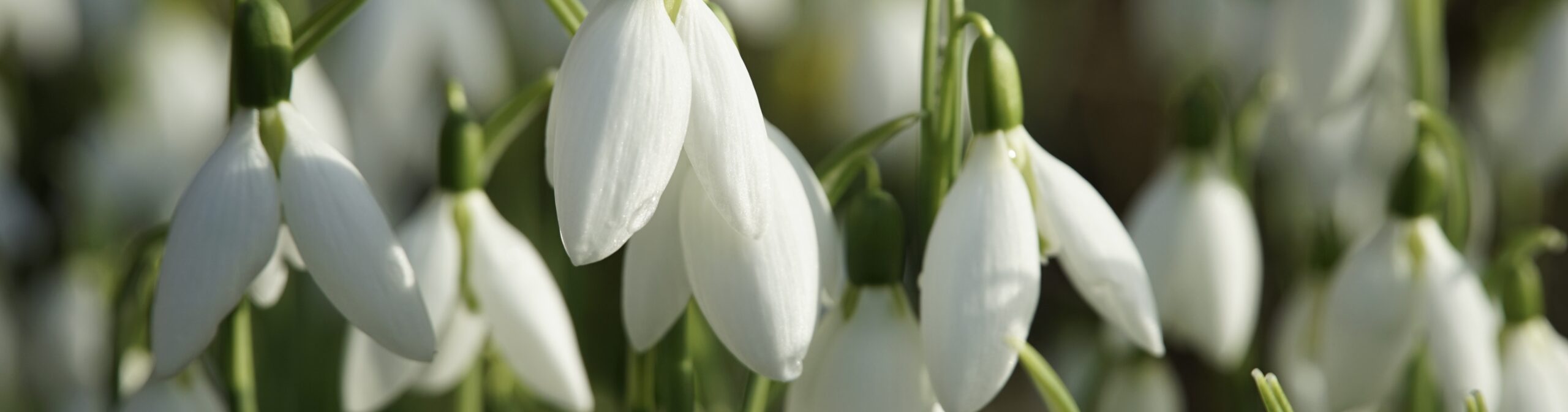 Schneeglöckchen