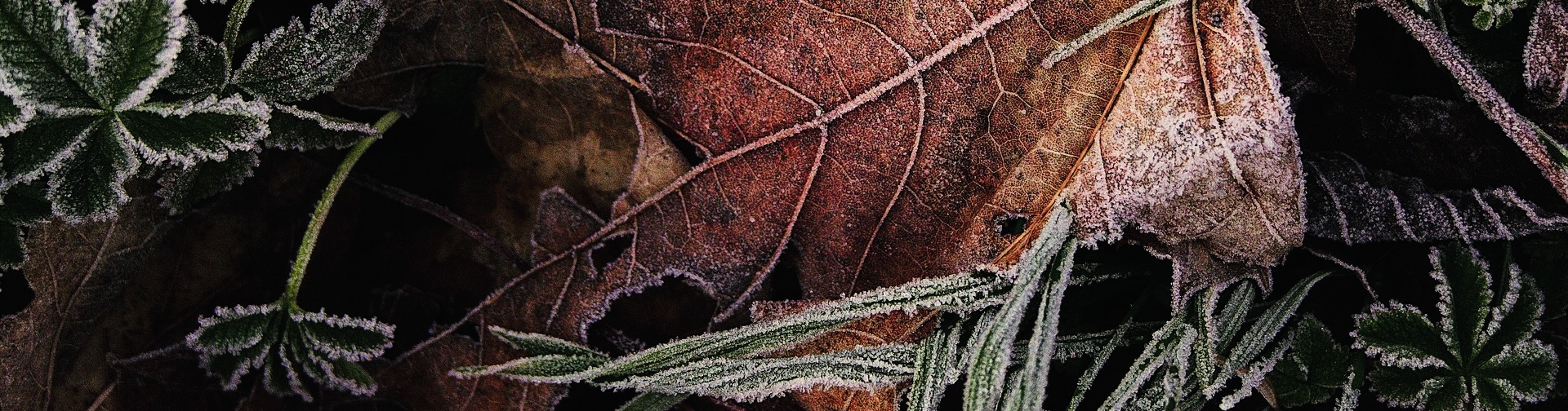 Frost