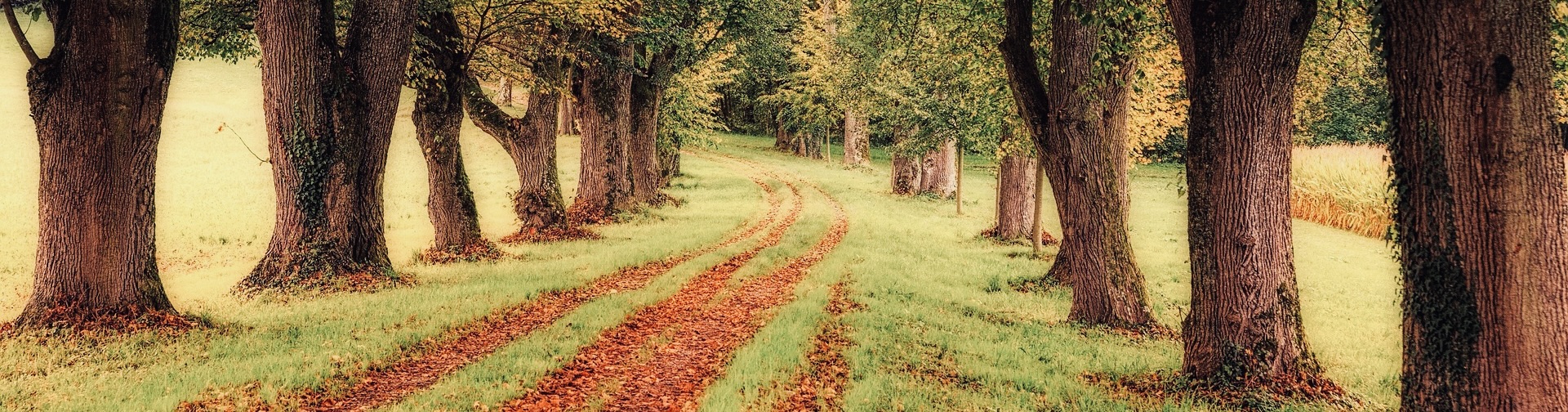 Baum